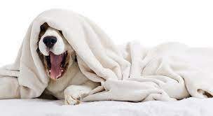 Why Does My Dog Sleep Under The Covers Proud Dog Mom