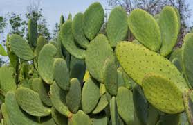 Ce fruit est aussi issu d'un cactus ! Comment Manger La Figue De Barbarie Un Fruit Meconnu