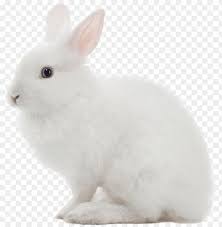 White Rabbit Png Image White Rabbit Transparent Background Png Image With Transparent Background Png Free Png Images Rabbit Png White Rabbit Images White Rabbit