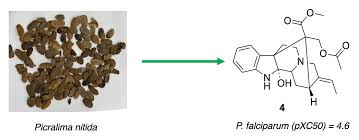 Image result for Picralima nitida