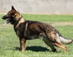 How much is a black german shepherd puppy? N Ngybywbg8mam