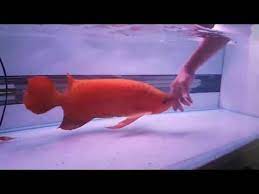 Ini adalah vlog pertama saya mari dukung dengan klik suscribe, like dan komen serta share yah agar saya semakin semangat membuat kontennya. Pin On Fish