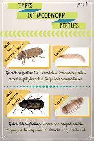 Only then is it likely they were from the same crop. Everything You Need To Know About Wood Boring Beetles Dengarden