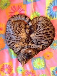 Sleeping Sisters Baby Animals Cute Animals Beautiful Cats