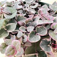 Image result for Ceropegia rendallii