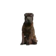 Adopt loretta a black shar pei / mixed dog in tuscaloosa, al (31631412) view details. Shar Pei Petland Dunwoody Puppies For Sale
