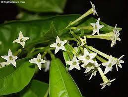 Image result for Cestrum nocturnum