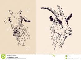 Goat Line Art Download From Over 65 Million High Quality Stock Photos Images Vectors Sign Up For Free Today Image 6743895 Line Art Vector Goat Art Goats