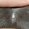 Cats are incredibly efficient breeders, so if you have an unspayed female cat who has access to male cats, the odds are she will get pregnant twice a year, says dr. 1