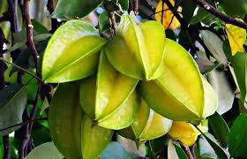 The yellow fruit grows on trees in india, asia, south america, australia. Home Cultivation Of Star Fruit Soil Requirements Temperature Propagation Harvesting Process