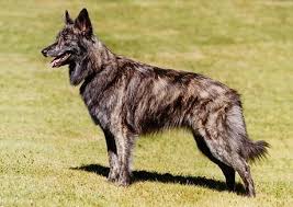 German Shepherd Choosing Feeding Socializing Grooming Training Dutch Shepherd Dog Black German Shepherd German Shepherd Puppy Funny