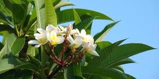 Maybe you would like to learn more about one of these? Frangipani Tree Care How To Grow Frangipani Trees Lawn Com Au