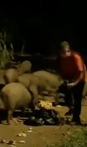 Wild boar are the pig that is thought to have been domesticated over a period of thousands of years, to give us our familiar domestic pig. Men Bring Bags Of Bread To Feed Wild Boars Near Lorong Halus During Circuit Breaker Period Mothership Sg News From Singapore Asia And Around The World