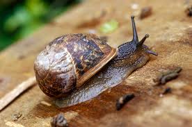 Plant a tree in your backyard. What Causes Snails In My Yard