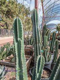 Vegan athlete favorite edible cactus edible cactus garden. Peruvian Apple Cactus Harlow Gardens