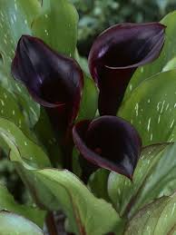 Real black and purple flowers. Deep Purple Calla Lily