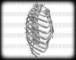 The human rib cage (thoracic cage) has the very important job of protecting the heart and lungs. Human Rib Cage Side View Medical Anatomy By Luminariumgraphics 2 20 Human Rib Cage Medical Illustration Rib Cage