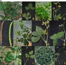 Image result for Vigna radicans