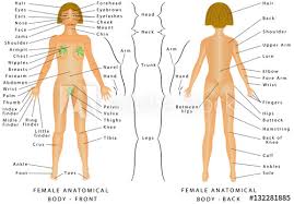 regions of female body female body front and back female