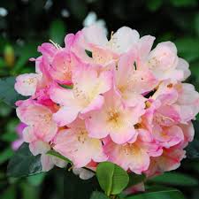 Pin By Fine Art Prints For Interior On T A T T O O I D E A S In 2020 Shrubs For Sale Shrubs Rhododendron