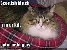 40 watchers19.5k page views422 deviations. Scottish Kitteh Iz In Ur Kilt Eatin Ur Haggis Cheezburger Funny Memes Funny Pictures