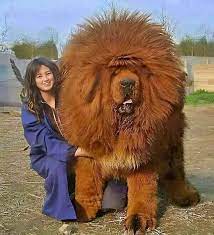 O Mastim Tibetano, também conhecido como Dogo do Tibete, é uma raça canina molossóide de porte gigante originária das montanhas do Himalaia. Sua aparência majestosa e pelagem densa o tornam um dos