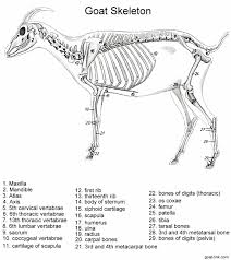 Check out our cow leg bone selection for the very best in unique or custom, handmade pieces from our bones & skulls shops. Goat Leg Anatomy Anatomy Drawing Diagram