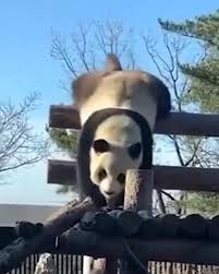 Naughty Panda Video In 2020 Cute Animals Funny Animal Videos Animals Beautiful