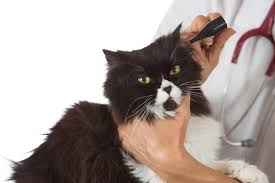 Ridding Your Cat Of Ear Mites At Home Naturally Traveling With Your Cat