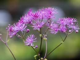 Image result for Rourea orientalis