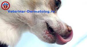 pryshi u sobak foto prichiny i lechenie ot veterinara dermatologa