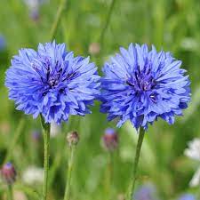 Cornflower Seed Crown Blue Edible Flowers Flower Seeds Cornflower