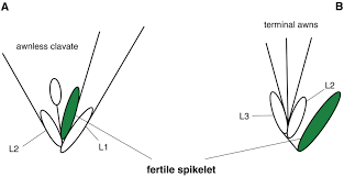 Image result for Ctenium concinnum