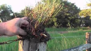 Image result for Acroceras macrum