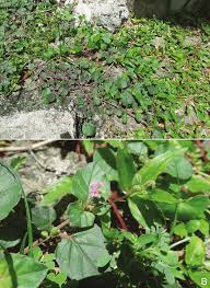 Image result for Boerhavia