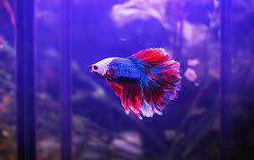 Betta fish are not a particularly large species, but all aquarium fish need space to swim. 7 Best Betta Fish Tank What To Know Before Buying Fishkeeping World