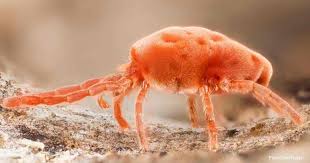 Neem oil controls over 400 different insects and a number of pathogens that can affect cannabis. How To Use And Mix Neem Oil To Kill Spider Mites