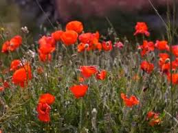 In opinia mea, in aceasta poezie scrisa de magda isanos, ''macii'' este prezentata tema frumusetii unui peisaj. Macii Youtube