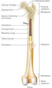 The bones involved in it, however, are only the femur and the tibia, although the smaller bone of the leg, the fibula, is carried along in the movements of flexion, extension, and slight rotation that this joint. Http Tokaybiology Weebly Com Uploads 5 5 6 7 55670355 Bone Osseous Tissue Notes Pdf