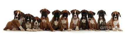 Cheap teacup boxer puppies for sale near me: Boxer Dogs Wall Art Page 14 Of 35 Pixels