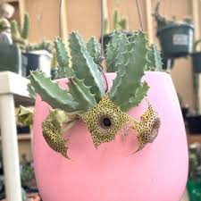 Image result for Orbea dummeri