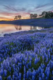 Field Of Blue Flowers Near Pond Fotografie Natuur Landschappen Landschap