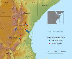 Image result for Afrocarpus usambarensis