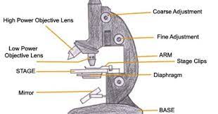 Science Fair Project Ideas For Kids With Microscopes Microscope Parts Science Fair Projects Microscope