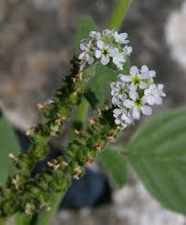 Image result for Heliotropium harareense