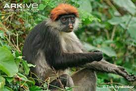Udzungwa Red Colobus Primates Africa Animals Endangered Wildlife
