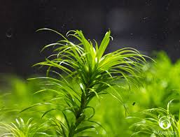 Image result for Syngonanthus angolensis