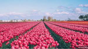 Kondisi itu membuat tempat wisata memiliki sejarah yang kuat. Indahnya Bunga Musim Panas Di Seluruh Dunia Nomor 8 Benar Benar Ajaib Lo Tribun Medan