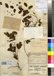 Image result for Grewia microthyrsa