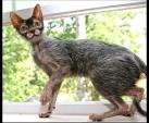 Werewolves Compete in Cat Show! - Werewolf Cats in TICA Cat Show - Lykoi Cat Breed Debuts - Werecats